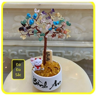 Cây tài lộc mini