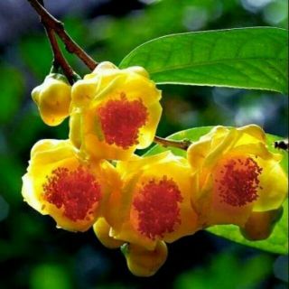 Trà Hoa Vàng ( Kim Hoa Trà )