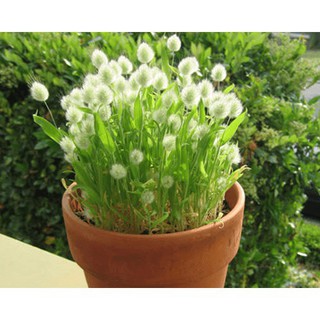 Hạt Giống Cỏ Đuôi Thỏ