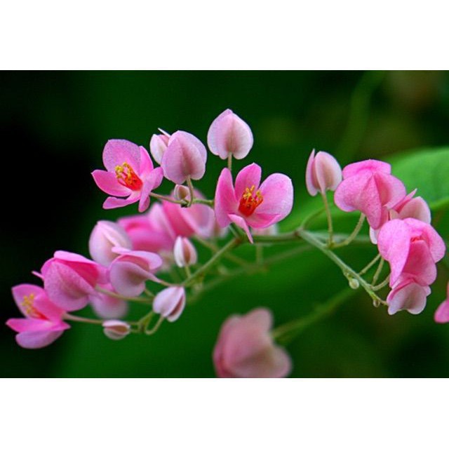 Hạt giống hoa tigon mix 5 mầu Xanh trắng hồng đỏ vàng gói 20h TÊT SALE ĐỒNG GIÁ SHOP MỚI