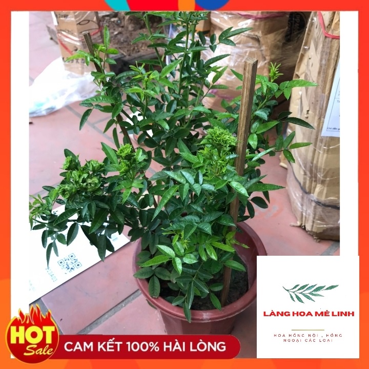 Hoa hồng NGOẠI xanh Jane Green [ẢNH THẬT 100%] Biểu tượng cho tình yêu bất tận,mùi hương nhẹ nhàng.