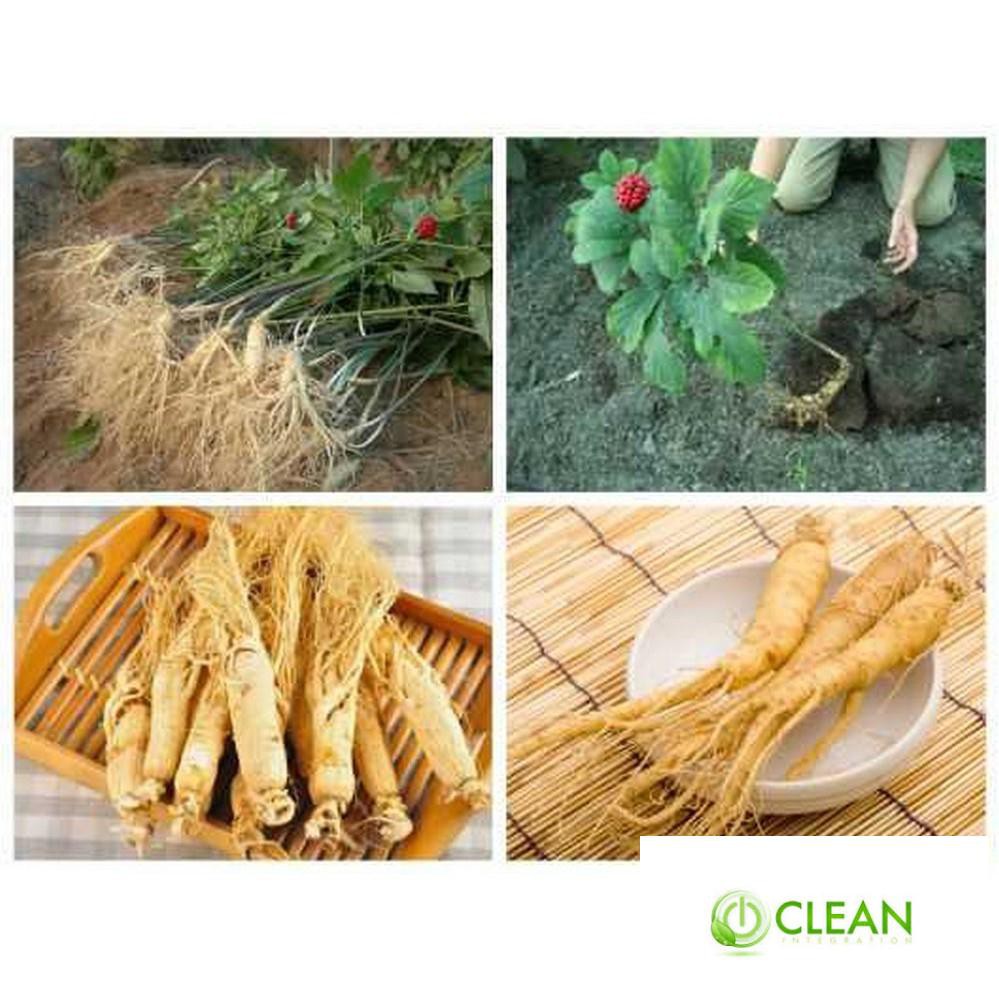 Hạt giống Nhân sâm Hàn quốc