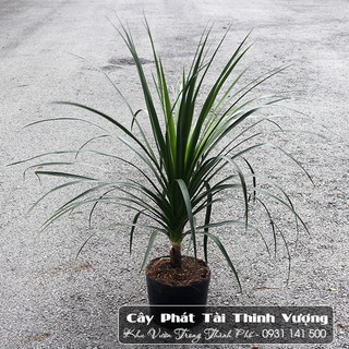 Cây Phát Tài Thịnh Vượng