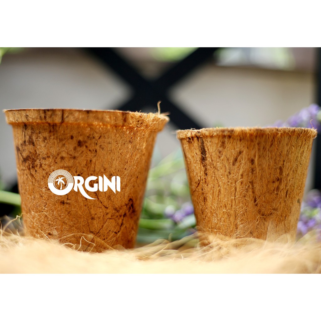 CHẬU XƠ DỪA ORGINI - Ly ươm 3143: cao 11; đỉnh 13; đáy 10