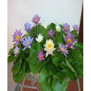 Hạt Giống Hoa Súng Thái Mini