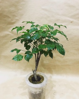 Cây hạnh phúc thuỷ sinh