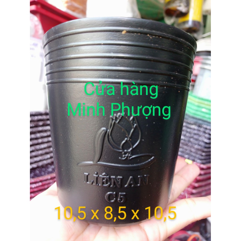 Chậu nhựa đen C5 (50 cái)