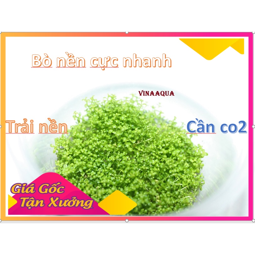 Cây thuỷ sinh trân châu cuba VinaAqua nuôi cấy mô 1 hũ-các loại cây thủy sinh-cây cắt cắm-tiêu thảo-hồ thuỷ sinh.
