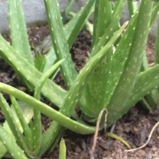 Cây nha đam ( Lô hội ) tươi