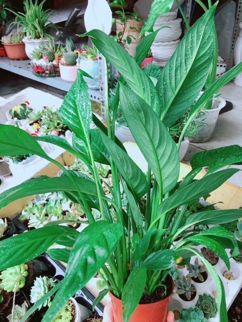 Chậu cây lan ý
