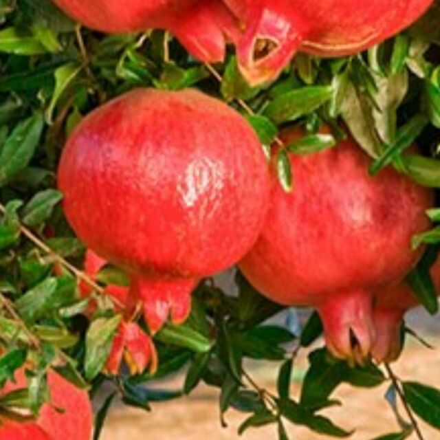 Cây lựu đỏ