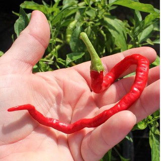 (200-300 hạt) Hạt giống ớt tóc dài hair pepper chilli)