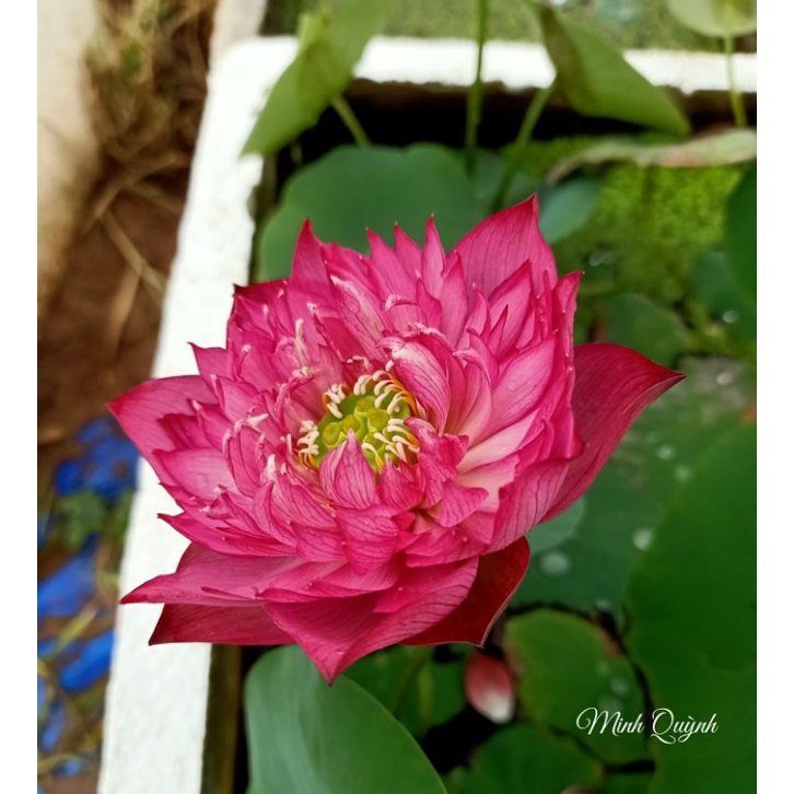 Củ sen mini Red Rose