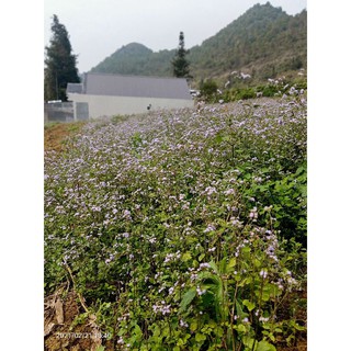 cây cứt lợn ( cỏ hôi loại khô)