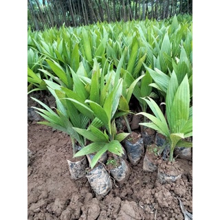 Cây cau tứ thời giống