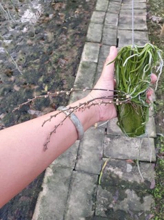 Lan căn diệp hàng thái chuẩn gỗ xịn