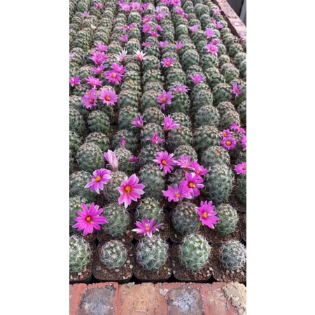 Sale 50%- Xương rồng mammi grahamii cực sai hoa.
