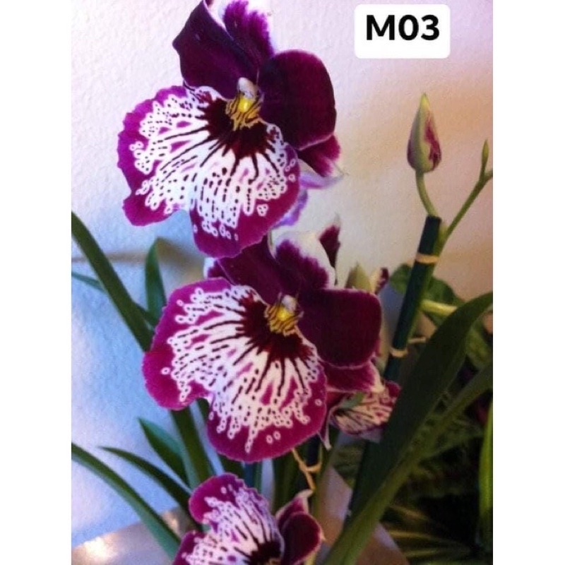 Hoa Lan Vũ Nữ Motonia Sỉ 4k