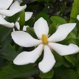 Cây Hoa Dành Dành