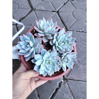 sen đá blue bird thụ 1 gốc 3 đầu
