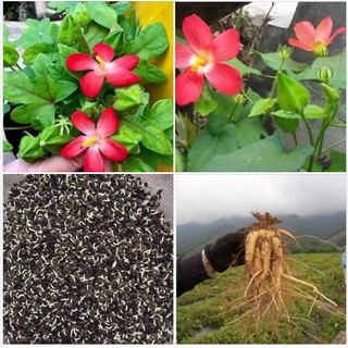 Hạt giống nhân sâm bố chính 10 hạt (TẶNG gói kích thích hỗ trợ hạt nảy mầm)