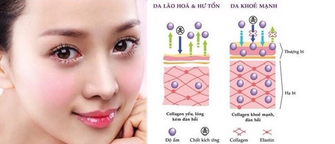 {𝐌𝐚̂̃𝐮 𝐦𝐨̛́𝐢} COLLAGEN YOUTHEORY + 𝐁𝐢𝐨𝐭𝐢𝐧