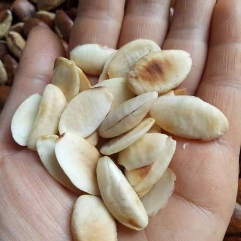 1kg Hạt Kơ nia Rừng Đaklak Béo Ngậy, Giòn Thơm, Giàu Dinh Dưỡng 100% Tự Nhiên Không Hóa Chất,konia, ko nia