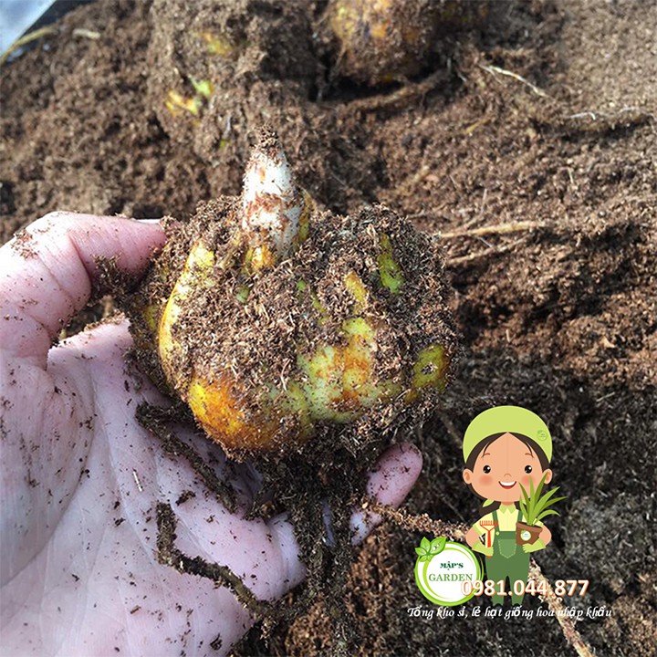 Củ giống hoa ly vàng thơm size to 5-9 bông/cây