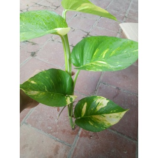 Trầu bà leo(vạn niên thanh leo) dài từ 30-40cm