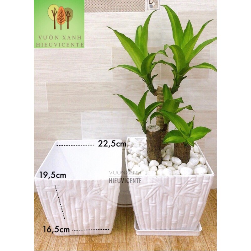 CHẬU NHỰA TRỒNG CÂY VUÔNG TRE GIẢ SỨ HÀNG LOẠI 1 22,5 *19,5*16,5cm