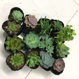 COMBO 20 CÂY SEN ĐÁ