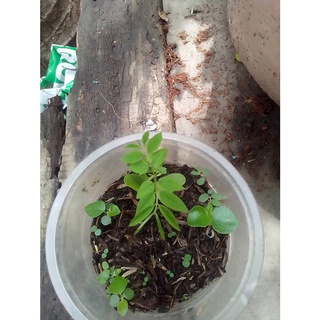 100 gram quả sưa trắng