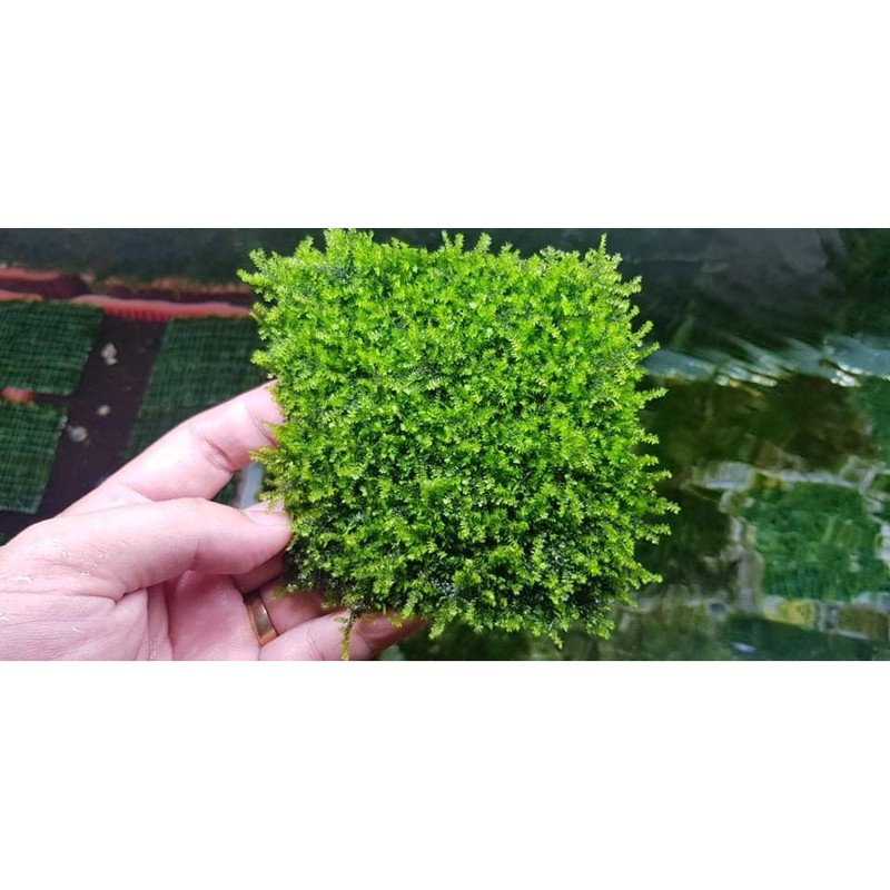 Rêu Mini Taiwan Thủy sinh - rêu dán tán bonsai - rêu chơi tép