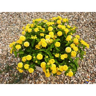 Chậu cây hoa Ngũ Sắc Vàng - Cây đang xanh tốt màu cực hiếm