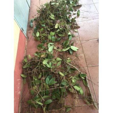 Lan Cẩm cù