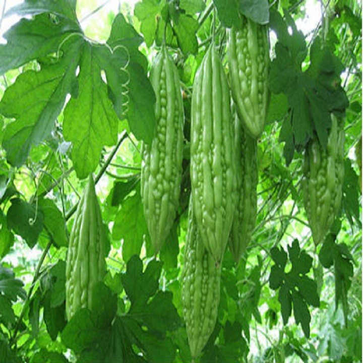 Hạt giống khổ qua F1 - Mướp đắng