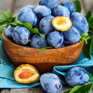 Cây giống mận đường úc