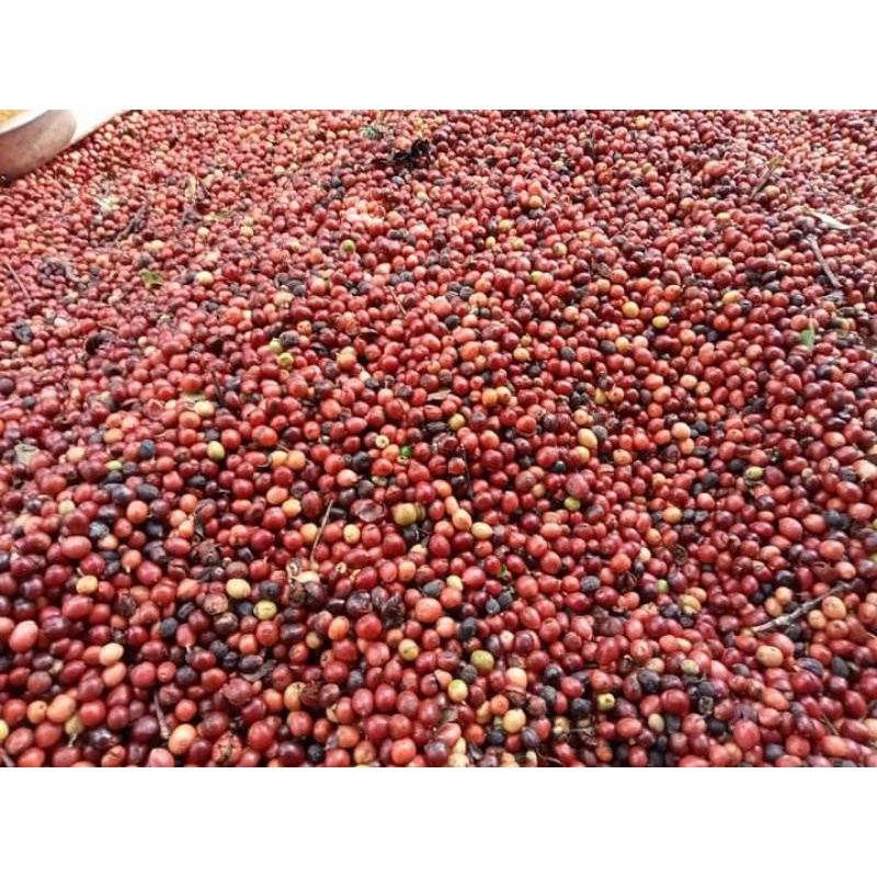 Cafe Arabica Cầu Đất gói 500g