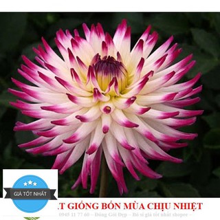 Hạt giống hoa Thược Dược xương rồng 10 Hạt mix trộn màu