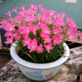 Com bo 50 củ hoa huệ mưa hồng.