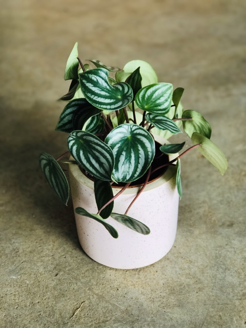 Cây Lá SỌC DƯA- dưa hấu- peperomia watermelon