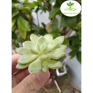 Sen đá vàng lục - Sen đá 8