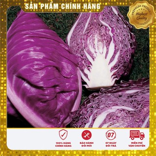Hạt giống Bắp Cải Tím F1