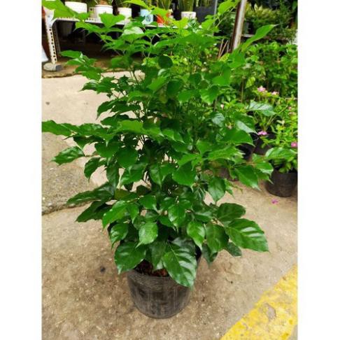 CÂY HẠNH PHÚC, CÂY MANG ĐẾN SỰ ĐẦM ẤM, HẠNH PHÚC CHO GIA CHỦ