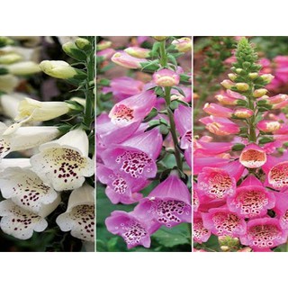 Cây Mao Địa Hoàng (Cây hoa chuông tím)