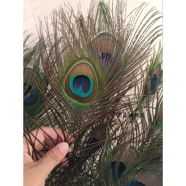 Combo 39 lông công 95-100cm mắt đại | BigBuy360 - bigbuy360.vn