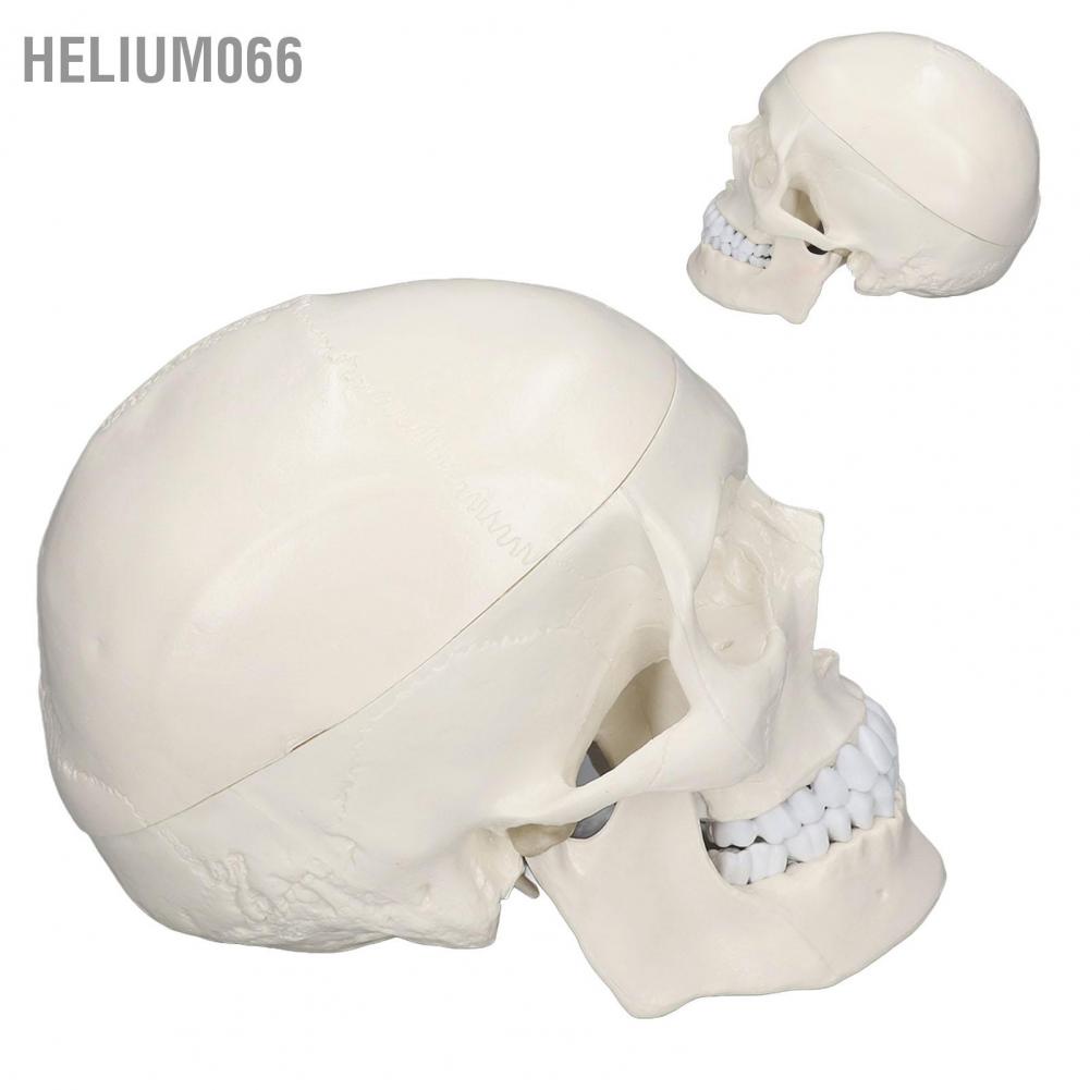 Mô hình đầu lâu Helium066 1:1 giống thật chất liệu PVC mang tính giáo dục