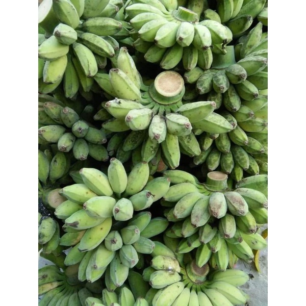 1500g chuối sáp bến tre chưa luộc