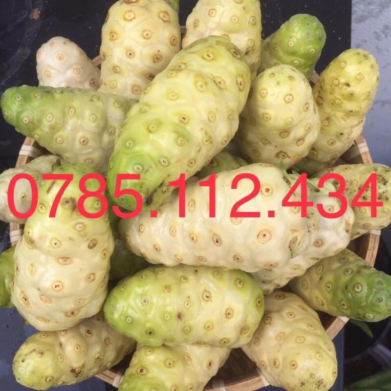 Trái nhàu tươi già trắng