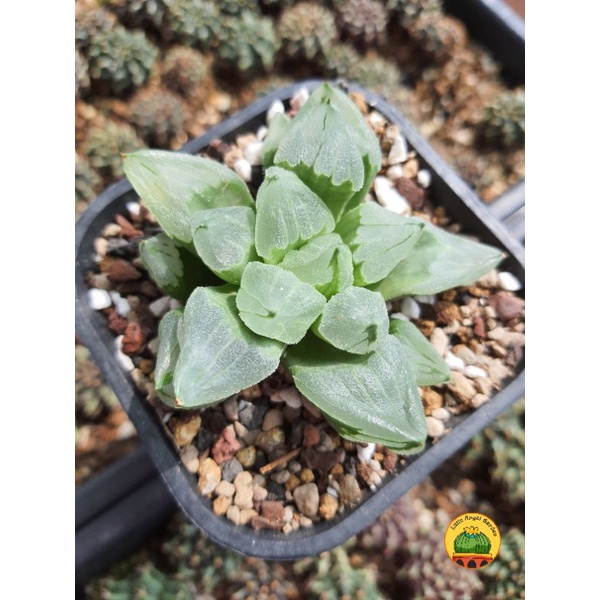 Sen đá Haworthia Ice City - dễ chăm giá rẻ